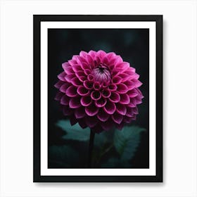 Pink Flower On Black Background Art Print