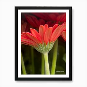 Red Gerberas 1 Art Print