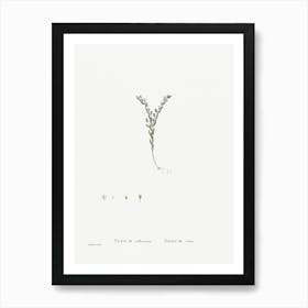 Sedum Villosum, Pierre Joseph Redoute Art Print