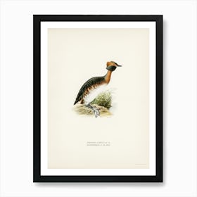 Horned Grebe In Spring, The Von Wright Brothers Art Print