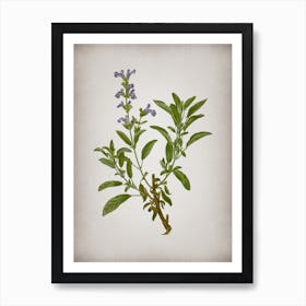 Vintage Garden Sage Botanical on Parchment n.0915 Art Print