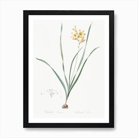 Gladiolus Lineatus Illustration From Les Liliacées, Pierre Joseph Redouté Art Print