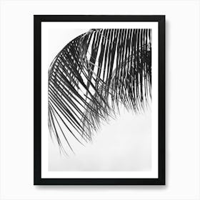 Black And White Palm Leaves Art Print