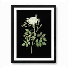 Vintage White Rose of Rosenberg Botanical Illustration on Solid Black n.0012 Art Print
