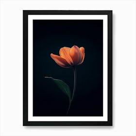 Single Tulip 1 Art Print