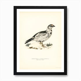 Hybrid Between Black Grouse And Willow Ptarmigan, The Von Wright Brothers Art Print