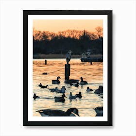 Herons At Sunset Poster