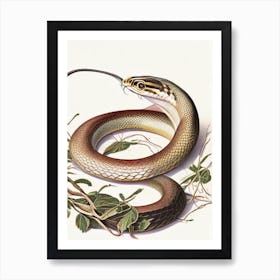 Eastern Rat Snake Vintage Art Print