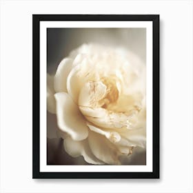 Peony in soft light Art Print