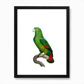 Vintage Black Billed Amazon Parrot Bird Illustration on Pure White n.0031 Art Print