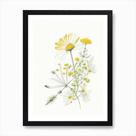 Feverfew Spices And Herbs Pencil Illustration 2 Art Print