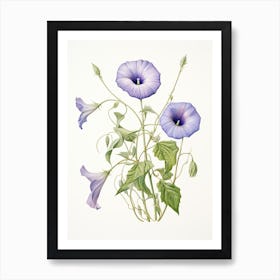 Morning Glories Flower Vintage Botanical 3 Art Print
