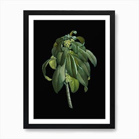 Vintage Spurge Laurel Weeds Botanical Illustration on Solid Black n.0024 Art Print