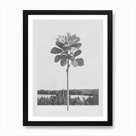 Rose Flower Photo Collage 3 Art Print