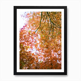 Autumn Leaves Art Print