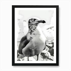 Seagull 2 Art Print