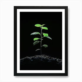 Small Green Plant On Black Background 1 Art Print