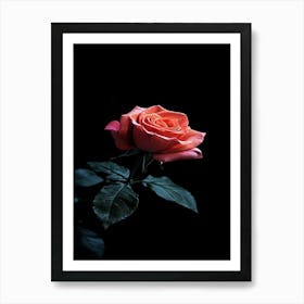 Rose On Black Background 2 Art Print