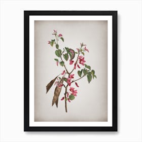 Vintage Judas Tree Botanical on Parchment n.0118 Art Print