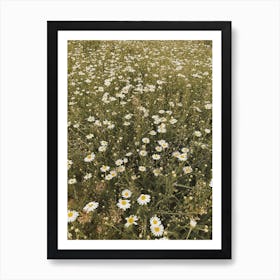 Daisy Field Art Print