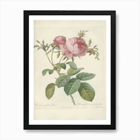 Rose Illustration, Pierre Joseph Redoute(103) Art Print