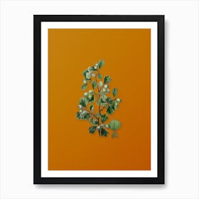 Vintage Spathula Leaved Thorn Flower Botanical on Sunset Orange n.0006 Art Print