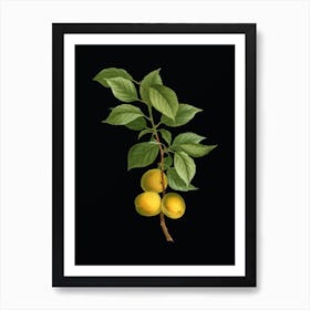 Vintage Briancon Apricot Botanical Illustration on Solid Black n.0883 Art Print