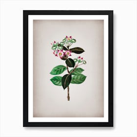 Vintage Tall Calotropis Flower Botanical on Parchment n.0771 Art Print