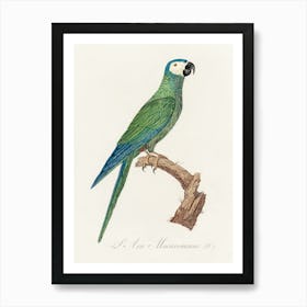 The Red Bellied Macaws (Orthopsittaca Manilatus) From Natural History Of Parrots, Francois Levaillant Art Print