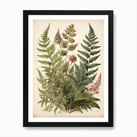 Painted Fern Wildflower Vintage Botanical Art Print 1 Art Print