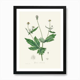 Vintage Botanical John Stephenson and James Morss Churchill Art Print_2731649 Art Print