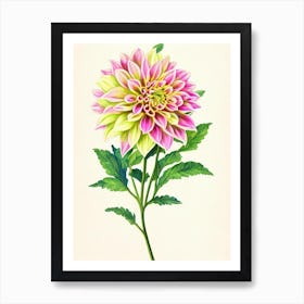 Dahlia Vintage Flowers Flower Art Print