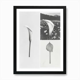 Calla Lilly Flower Photo Collage 1 Art Print