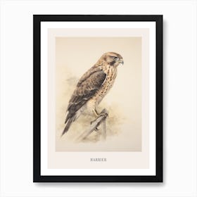 Vintage Bird Drawing Harrier Poster Art Print