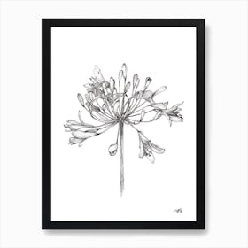 Black and White Agapanthus Art Print