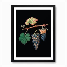 Vintage Summer Grape Botanical Illustration on Solid Black n.0791 Art Print