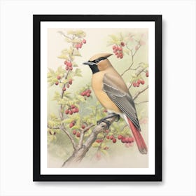 Vintage Bird Drawing Cedar Waxwing 1 Art Print