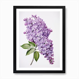 Lilacs Flower Vintage Botanical 3 Art Print
