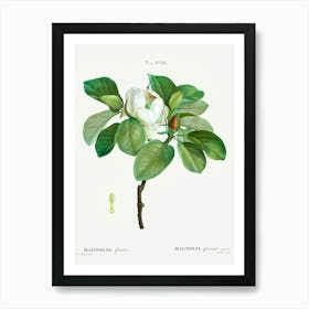 Magnolia, Pierre Joseph Redoute Art Print