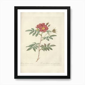 Rose Illustration, Pierre Joseph Redoute, Pierre Joseph Redoute (124) Art Print