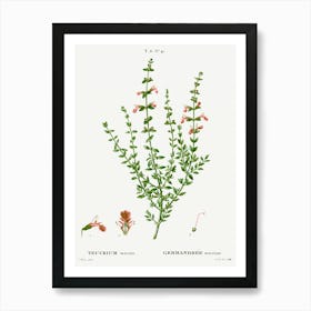 Cat Thyme, Pierre Joseph Redoute Art Print