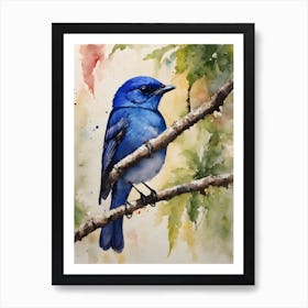 Black Naped Monarch Rare Bird Art Print