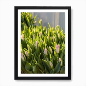 Pink Tulips 3 Art Print