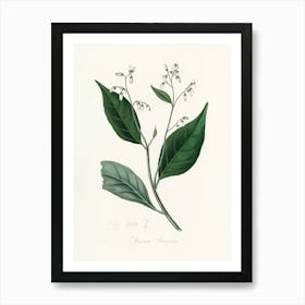 Vintage Botanical John Stephenson and James Morss Churchill Art Print_2731670 Art Print