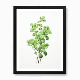 Marjoram Vintage Botanical Herbs 1 Art Print