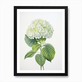 Hydrangeas Flower Vintage Botanical 0 Art Print