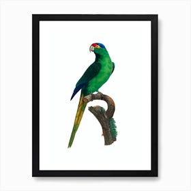 Vintage Red Fronted Parakeet Bird Illustration on Pure White Art Print