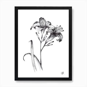 Pair of Black and White Day Lillies Art Print