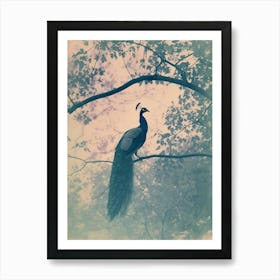 Peacock In A Tree Turquoise Cyanotype Inspired  4 Art Print