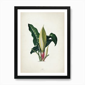 Vintage Ehret 4 Arum Italicum Art Print